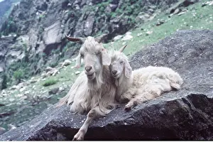 Kashmir: KASHMIR GOATS - adult and kid