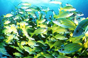 Stripes: KASMIRA SNAPPER - SHOAL