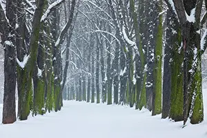 Allee: Kastanienbaum-Allee, Rosensteinpark, Stuttgart