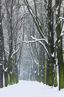 Allee: Kastanienbaum-Allee, Rosensteinpark, Stuttgart