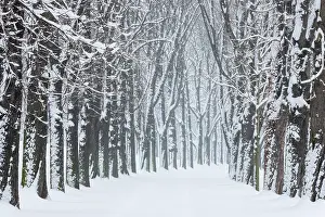 Allee: Kastanienbaum-Allee, Rosensteinpark, Stuttgart