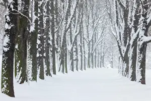 Allee: Kastanienbaum-Allee, Rosensteinpark, Stuttgart