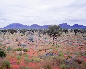 Conglomerate: Kata Tjuta (the Olgas) from the South in rainy conditions