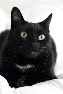 Sacramento: Katishaw, female black and white domestic