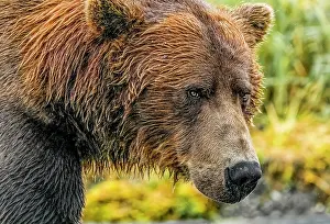 Salmon: Katmai National Park, Alaska. Close-up portrait of large