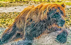 Salmon: Katmai National Park, Alaska. Portrait of large male brown