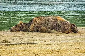 Sleeping: Katmai National Park and Preserve, Alaska. Portrait of large