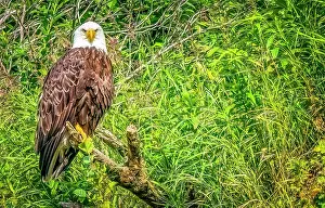 Murray Mccallum: Katmai Peninsula, Alaska. Portrait of bald eagle scouting