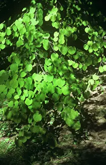Japonicum: Katsura Tree