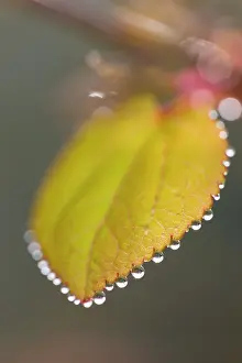Japonicum: Katsura Tree - Leaf with dew drops