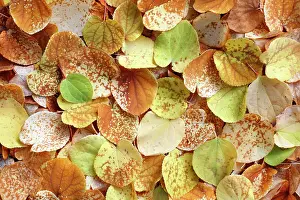 Japonicum: Katsura Tree - leaves - autumn