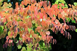 Japonicum: Katsura Tree - leaves in autumn colour blowing in