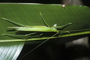 Katydid: Katydid