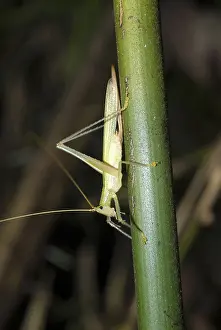 Katydid: Katydid