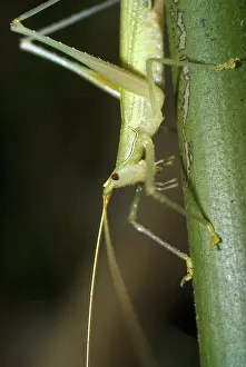 Katydid: Katydid