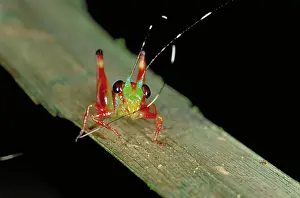 Bugs: Katydid