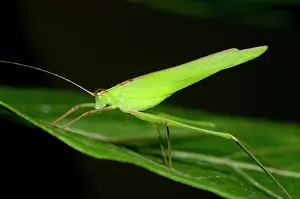 Horned: Katydid