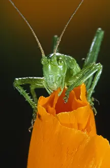 Belgium: Katydid (Barbitistes serricauda) on top of a fl