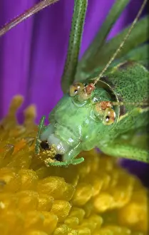 Belgium: Katydid (Barbitistes serricauda) on top of a fl