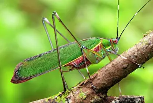 Katydids: Katydid / Bush-cricket