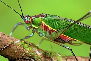 Katydids: Katydid / Bush-cricket