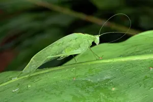 Andasibe: Katydid Bushcricket (Tettigoniidae sp) Sub-adult
