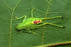 Amazonian: Katydid Bushcricket (Vestria sp) on a leaf, Montagne