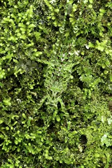 Katydids: Katydid - camouflaged on moss + lichen