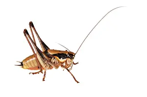 Katydids: Katydid Cricket on white background