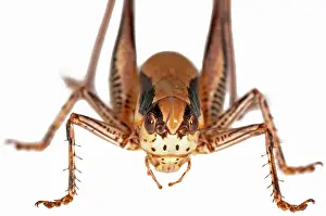 Katydids: Katydid Cricket on white background