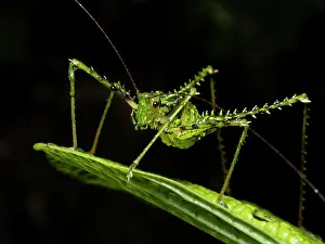Spine: Katydid, Ecuador