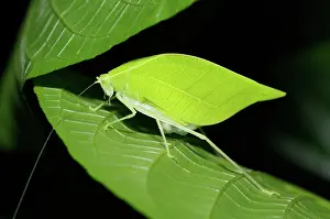 Rican: Katydid with eggs