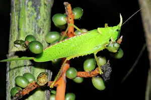 Rican: Katydid feeding