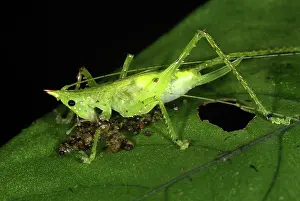 Katydids: Katydid - juvenile, eating