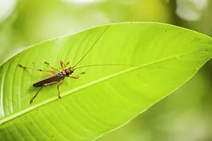 Reticulatus: Katydid (Nesonotus reticulatus) on a leaf - Montserrat