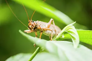 Reticulatus: Katydid (Nesonotus reticulatus) on a leaf - Montserrat