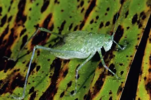Katydid: Katydid, Papua New Guinea