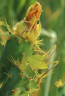 John Cancalosi: Katydid - On prickly pear cactus