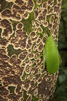 Katydids: Katydid on tree, Tropical rainforest, Costa Rica