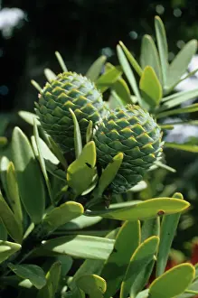 Kauri: Kauri - cones
