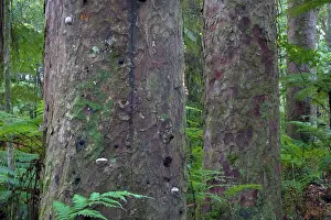 Kauri: Kauri Forest - three big Kauri trees surrounded