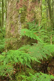 Kauri: Kauri Forest - Kauri trees surrounded by ferns