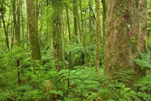 Kauri: Kauri Forest - Kauri trees surrounded by ferns