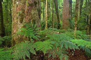 Kauri: Kauri Forest - Kauri trees surrounded by ferns