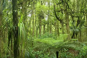 Kauri: Kauri Forest - lush Kauri Forest with ferns and