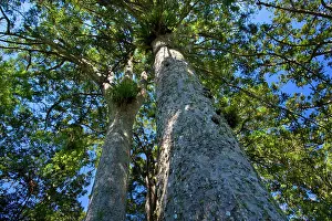 Kauri: Kauri grove - giant Kauris seen from the ground