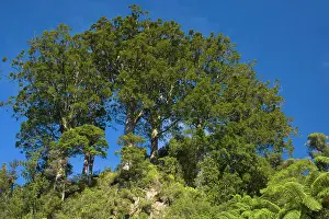 Kauri: Kauri grove - small grove of younger Kauris standing