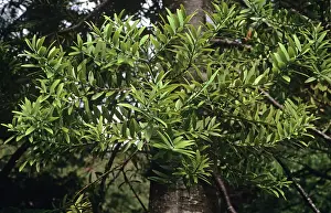 Kauri: Kauri Leaves