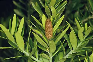 Kauri: Kauri - male cone