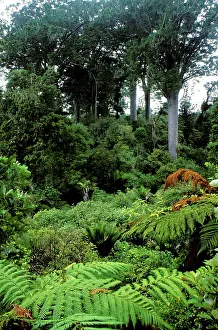 Kauri: Kauri Pines - Coromandel Peninsula